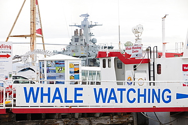 Whale watching companies advertising for trade in Reykjavik, Iceland, Polar Regions