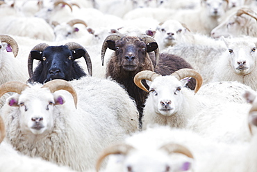 Black and white Icelandic sheep in a sheep pen in northern Iceland, Polar Regions