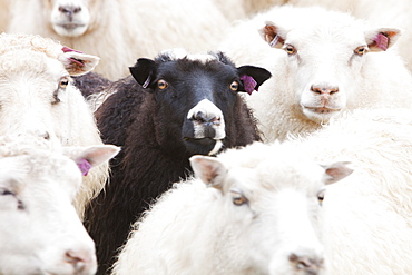 Black and white Icelandic sheep in a sheep pen in northern Iceland, Polar Regions