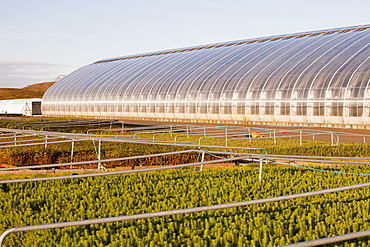 A greenhouse heated by geothermal energy for growing trees in Egilsstadir, Iceland, Polar Regions