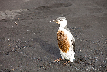 A Guillemot (Uria aalge) covered in oil on a black sand volcanic beach at Vik, on Iceland's south coast, Iceland, Polar Regions