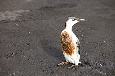 A Guillemot (Uria aalge) covered in oil on a black sand volcanic beach at Vik, on Iceland's south coast, Iceland, Polar Regions