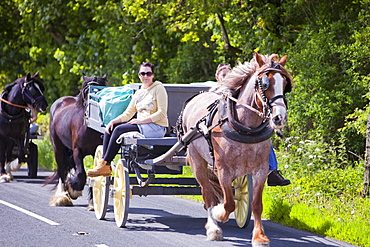 Gipsies travelling towards the Appleby Horse Fair on horse and traps, near Kirkby Lonsdale, Cumbria, England, United Kingdom, Europe