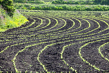 Maize crops planted in a wavy line in a field near Zennor in Cornwall, England, United Kingdom, Europe