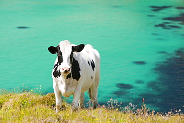 A cow on rough grazing near Gwennap Head, Cornwall, England, United Kingdom, Europe