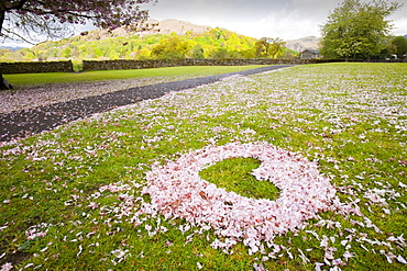 Cherry blossom shaped as a heart on a playing field in Ambleside, Cumbria, England, United Kingdom, Europe