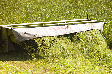 A farmer mowing grass for hay near Porthcurno, Cornwall, England, United Kingdom, Europe