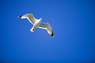 Herring gull in flight