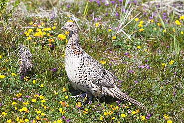 Female common pheasant amongst flowers on Tresco, Scilly Isles, United Kingdom, Europe