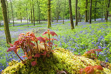 Bluebells in Jiffy Knott woods near Ambleside, Cumbria, England, United Kingdom, Europe