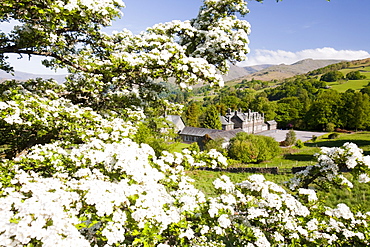 hawthorn blossom with Fairfield in the background, Cumbria, England, United Kingdom, Europe