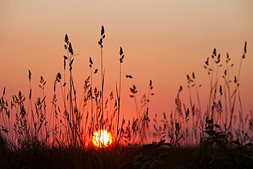 Sunset through grass seed heads, Cornwall, England, United Kingdom, Europe