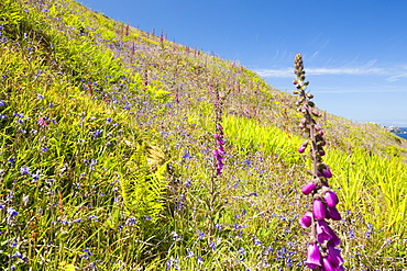 Wild flowers growing on the Cornish coast near St. Just, Cornwall, England, United Kingdom, Europe