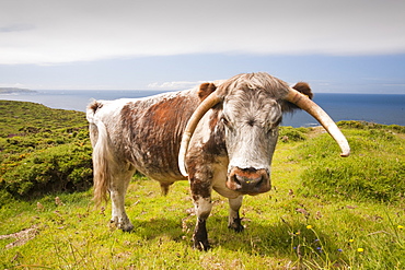 English long horn cattle used for conservation grazing to improve the habitat on the Cornish coast near Sennen, Cornwall, England, United Kingdom, Europe