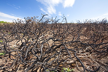 An area of burnt out gorse on the cliff tops of the Cornish coast near Rosemergy, Cornwall, England, United Kingdom, Europe