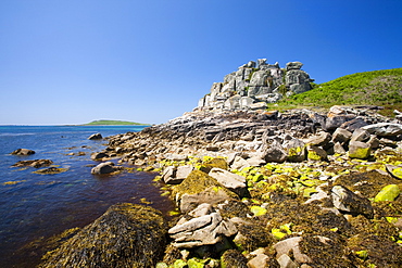 Tresco, one of the Scilly Isles, United Kingdom, Europe