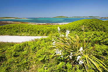 Tresco, Scilly Isles, off South West Cornwall,, United Kingdom, Europe