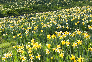 Wild daffodils at Holehird Gardens in Windermere, Lake District, Cumbria, England, United Kingdom, Europe