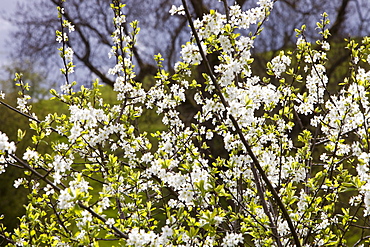 Damson blossom in the Lyth Valley, South Cumbria, England, United Kingdom, Europe