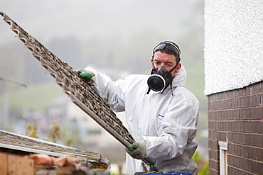 A specialist asbestos removal company removing asbestos from a shed roof in Ambleside, Cumbria England, United Kingdom, Europe