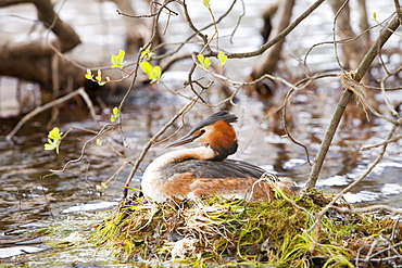 Great crested grebe (Podiceps cristatus) on its nest on Buttermere in the Lake District, Cumbria, England, United Kingdom, Europe