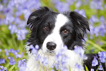 A Border Collie dog in Bluebells, Ambleside, Cumbria, England, United Kingdom, Europe