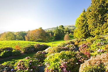 The National Collection of Hydrangeas at Holehird Gardens, Windermere, Lake District, Cumbria, England, United Kingdom, Europe