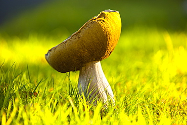 A Boletus fungus in autumn at Holehird Gardens, Windermere, Cumbria, England, United Kingdom, Europe