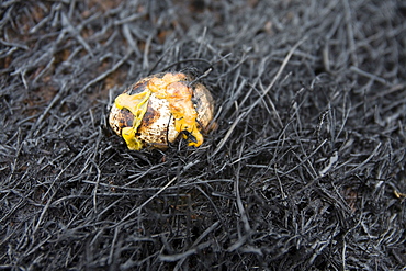 A moorland bird's egg fried by the moorland fire when tinder dry conditions were set alight by a discarded cigarette on the 25th of May, Littleborough, Lancashire, England, United Kingdom, Europe