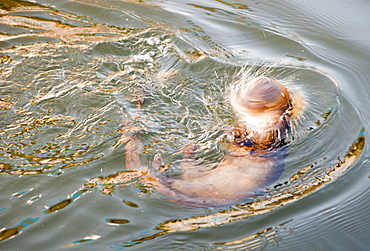 A European otter (Lutra lutra) diving under ice on Lake Windermere, Lake District, Cumbria, England, United Kingdom, Europe