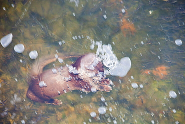 A European otter (Lutra lutra) diving under ice on Lake Windermere, Lake District, Cumbria, England, United Kingdom, Europe