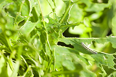 Cabbage damaged by caterpillars of the cabbage white butterfly on an allotment in Cumbria, England, United Kingdom, Europe