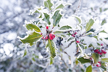 Hoar frost on holly berries, Lake District, Cumbria, England, United Kingdom, Europe