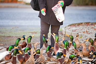 A woman feeding Mallard Ducks on the shores of Lake Windermere at Ambleside, Cumbria, England, United Kingdom, Europe