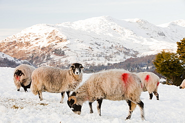 Sheep in Ambleside in snow during the December 2010 cold snap, Lake District, Cumbria, England, United Kingdom, Europe