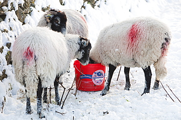 Sheep using a sheep lick in Ambleside in snow during the December 2010 cold snap, Lake District, Cumbria, England, United Kingdom, Europe