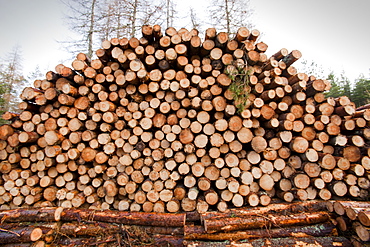 Scots pine trees being logged in Glen Feshie, near Aviemore, Scotland, United Kingdom, Europe