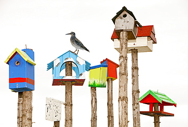 A collection of colourful bird boxes in Hveragerdi, Iceland, Polar Regions