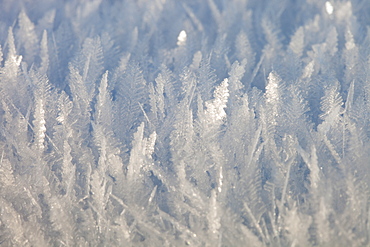 Ice feathers formed during a hard frost, when temperatures fell below minus 10 during the December 2010 cold snap, Ambleside, Cumbria, England, United Kingdom, Europe