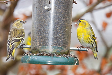 Siskins (Carduelis spinus) feeding on a garden feeder in Ambleside, Cumbria, England, United Kingdom, Europe