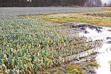 Leeks growing in a field near Ormskirk, Lancashire, England, United Kingdom, Europe