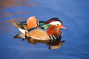 A male Mandarin ducks at Martin Mere bird reserve near Ormskirk, Lancashire, England, United Kingdom, Europe