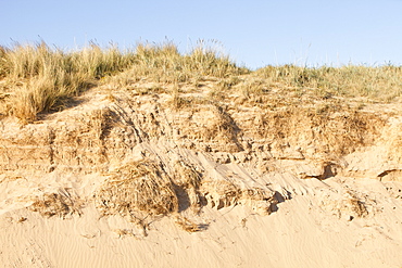 Sand dunes in Teesmouth National Nature Reserve on Teesside, England, United Kingdom, Europe