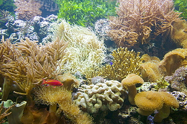 The Deep, Europe's deepest aquarium, Hull, England, United Kingdom, Europe