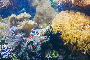 The Deep, Europe's deepest aquarium, Hull, England, United Kingdom, Europe