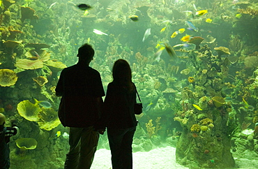 The Deep, Europe's deepest aquarium, Hull, Humberside, England, United Kingdom, Europe