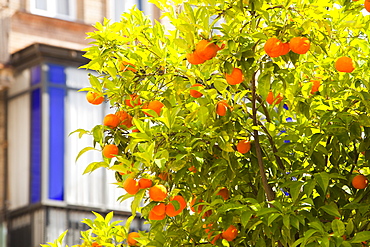 Seville orange tree in Seville, Andalucia, Spain, Europe