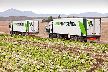 Lettuce crops being harvested in a field near Sorbas, Andalucia, Southern Spain, Europe