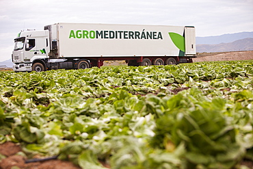 Lettuce crops being harvested in a field near Sorbas, Andalucia, Southern Spain, Europe