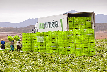 Lettuce crops being harvested in a field near Sorbas, Andalucia, Southern Spain, Europe